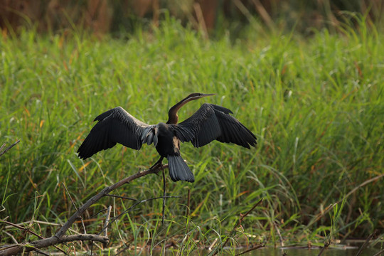 African Darter（Anhinga melanogaster rufa）展開他的翅膀干。在