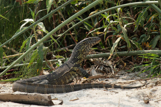 尼羅河巨蜥（Varanus niloticus）在Okavango江畔；博茨瓦納。