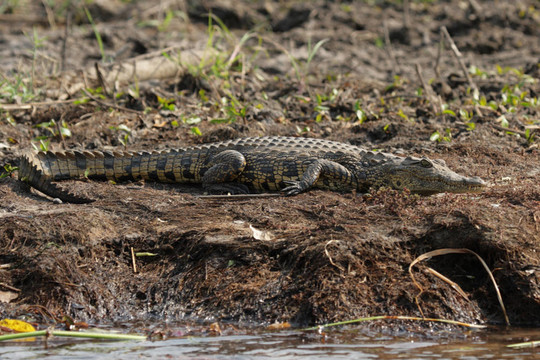 尼羅鱷（Crocodylus niloticus）在奧卡萬戈三角洲；博茨瓦納。