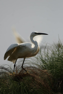 小白鷺（Egretta garzetta）在奧卡萬戈三角洲；博茨瓦納。