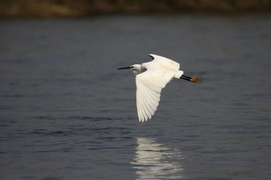 小白鷺（Egretta garzetta）在奧卡萬戈三角洲；博茨瓦納。