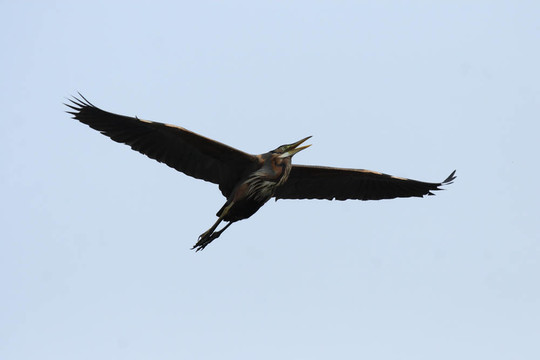 紫色的蒼鷺（Ardea purpurea）在奧卡萬戈三角洲；博茨瓦納。