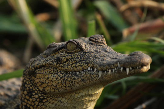 尼羅鱷（Crocodylus niloticus）在奧卡萬戈三角洲；博茨瓦納。