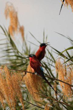 Carmine Bee虎（Merops nubicoides）在奧卡萬戈三角洲；博茨瓦納。