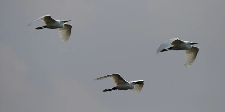 Little Egrets（Egretta garzetta）在飛行中的奧卡萬(wàn)戈三角洲；博茨瓦納。