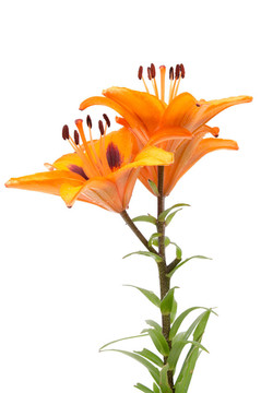 橙色的百合花