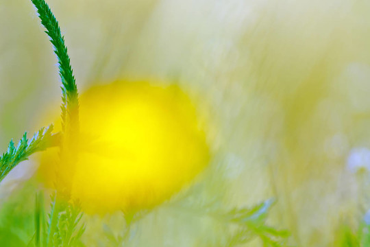 春天的花朵背景