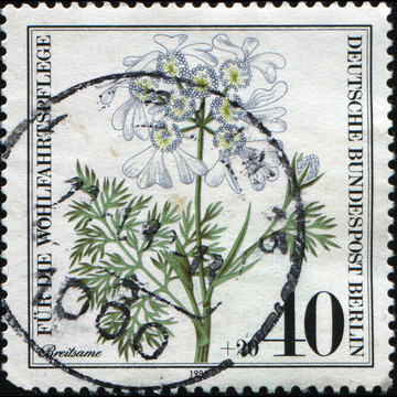 Minoan Lace；白色的蕾絲花（orlaya grandiflora）