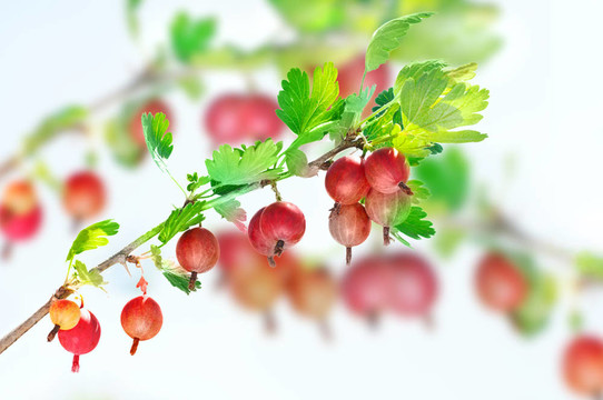 在樹(shù)枝上的紅醋栗