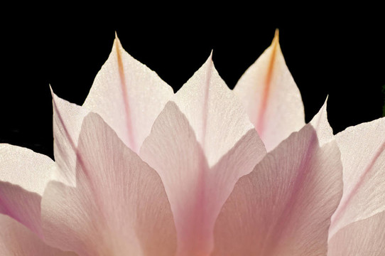 背面開花