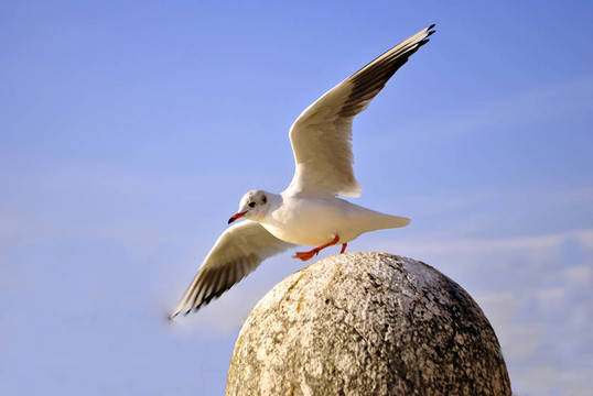 鳥(niǎo)鷗