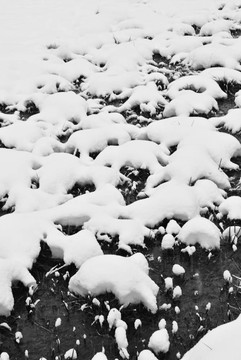 雪山草甸