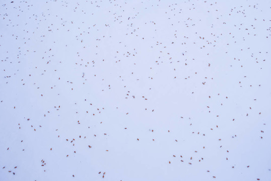 雪的質(zhì)感