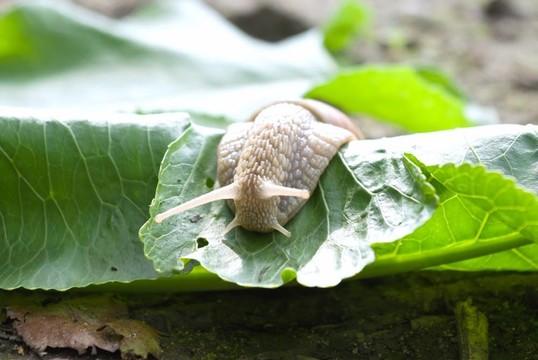蝸牛