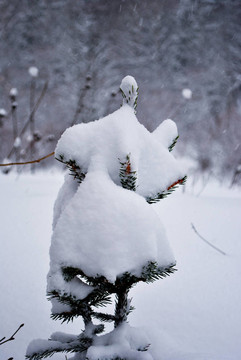 白雪公主