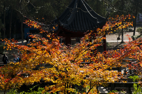 棲霞山楓葉