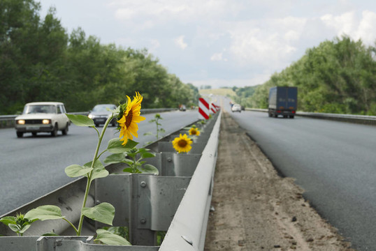向日葵的道路。