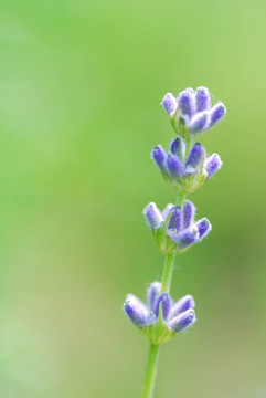 薰衣草