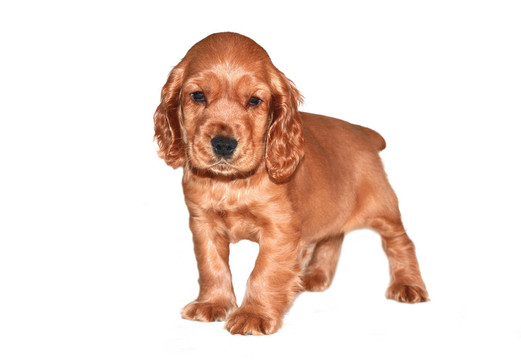 獵犬的狗