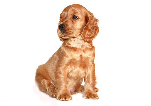 獵犬的狗
