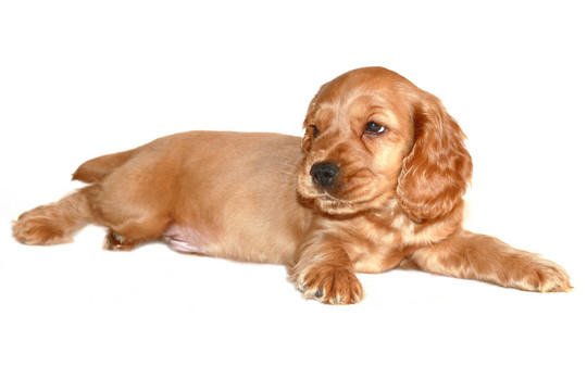 獵犬的狗