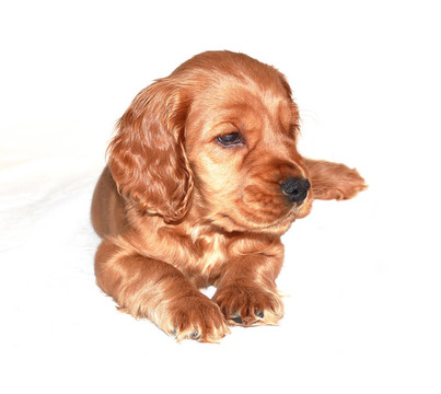 獵犬的狗