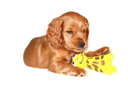 獵犬的狗