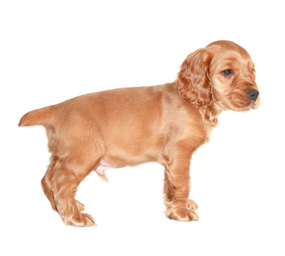 獵犬的狗