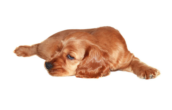 獵犬的狗