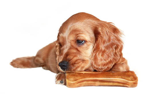 獵犬的狗