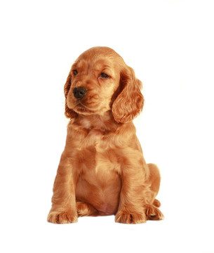 獵犬的狗