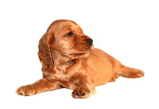獵犬的狗