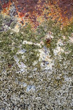 藤壺Rusty Shipwreck Vertical