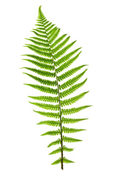 Fern葉