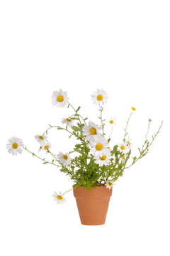 白色的雛菊