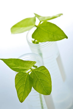 試管苗的轉基因植株