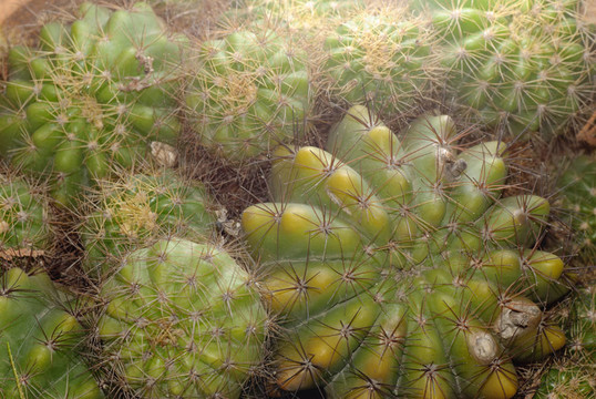植物仙人掌樹(shù)