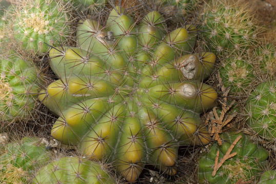 植物仙人掌樹