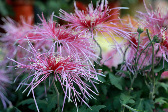 菊花