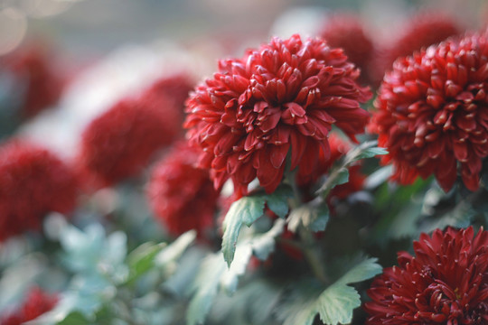 菊花