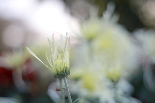 菊花