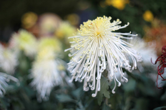 白菊花