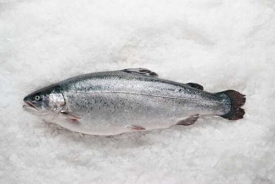 鮭鱒魚(yú)在冰