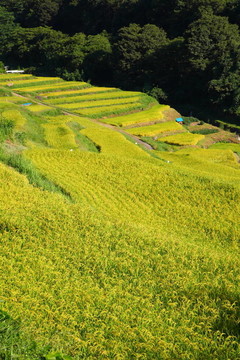 梯田