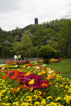 都江堰