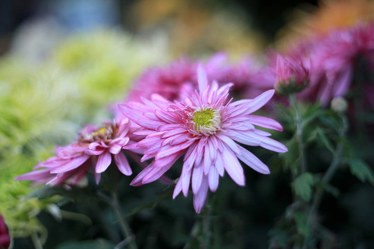 菊花