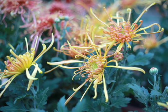 菊花
