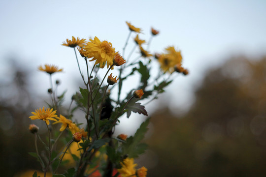 黃菊花