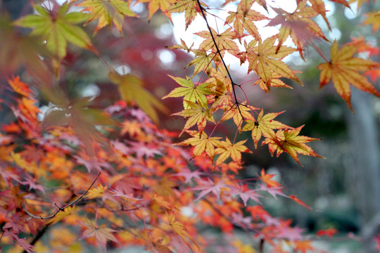紅葉