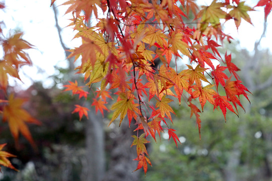 紅葉